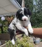 Border Collie chłopak blue merle ZKwP