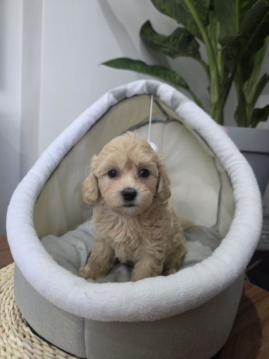 Maltipoo suczka,
