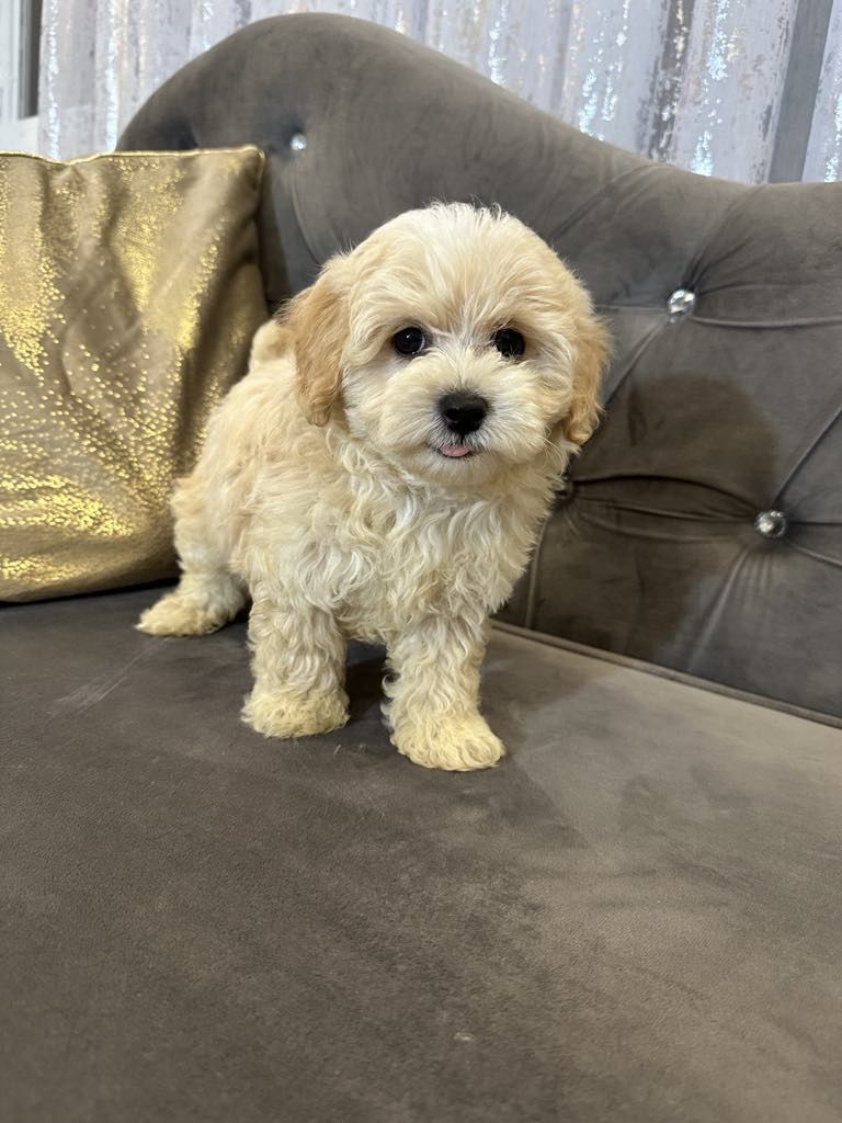 Maltanczyk  Maltipoo