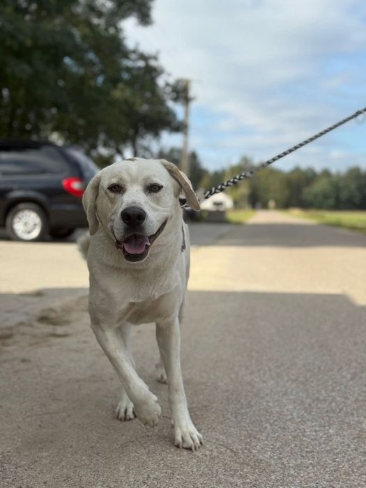 "Labradorka" Łucja szuka domu!