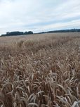 Sprzedam pszenice