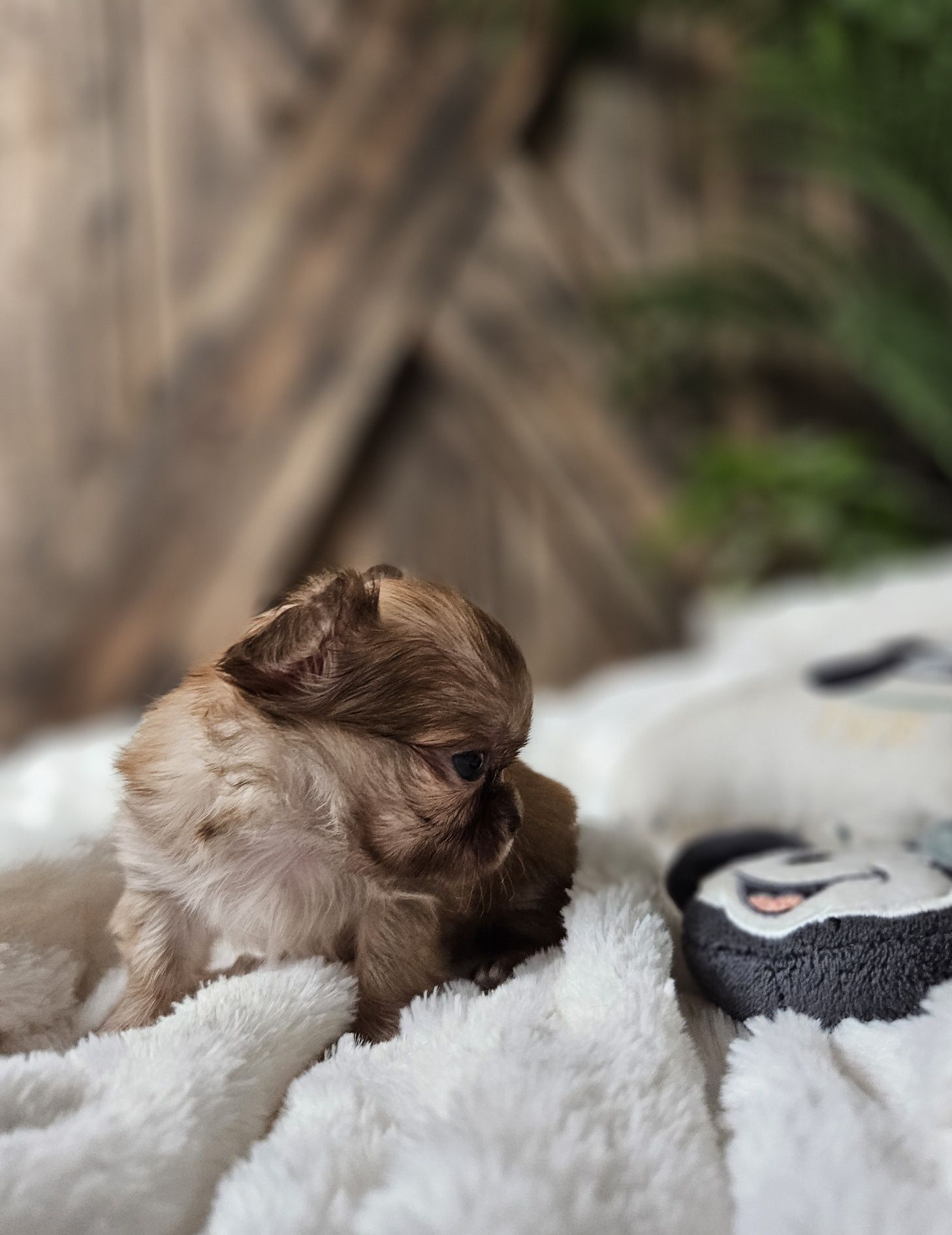 Chihuahua malutka
