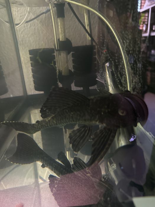 Limpa fundos grande.