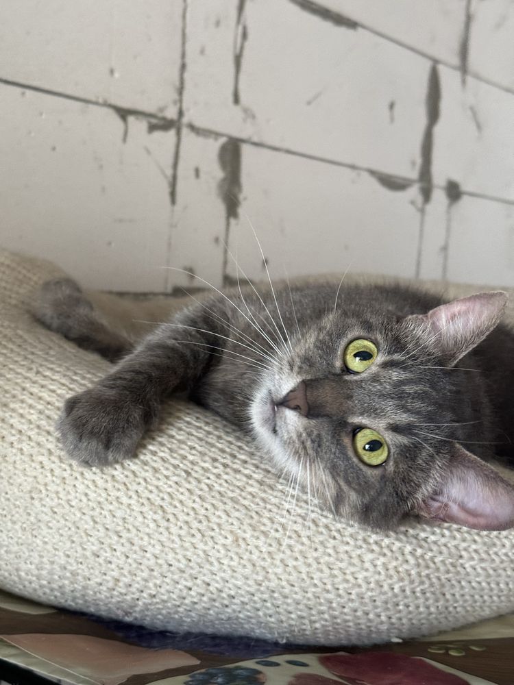 Котик в добрі руки