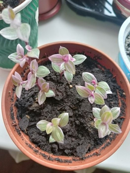 Каллизия ползучая Розовая пантера, мини традесканция