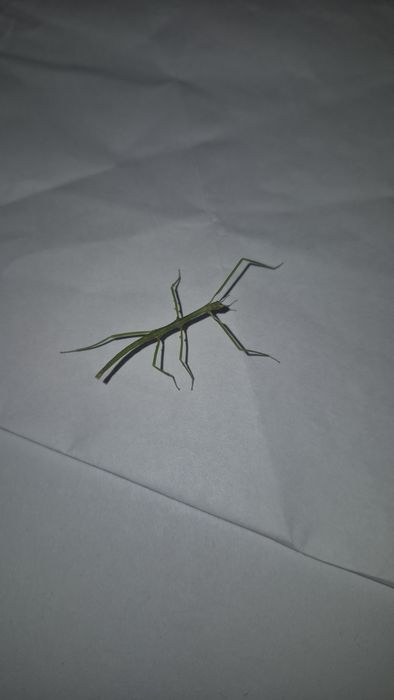 Patyczaki, młode osobniki