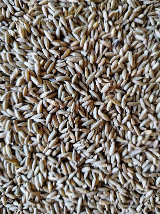 Sprzedam owies i żyto 2025