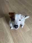 Trzyletnia suczka w typie Jack Russell Terrier