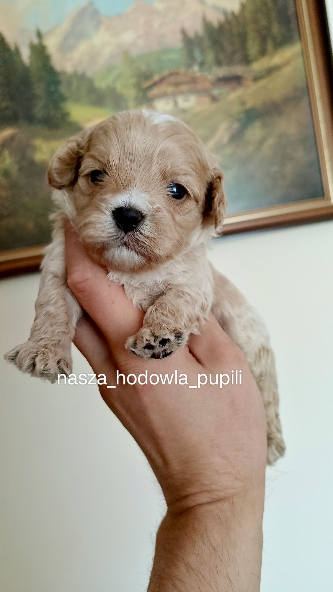 Maltipoo F1 czerwony piesek pudel toy x maltańczyk