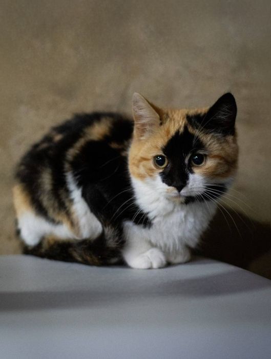 Отдам даром в добрые руки котят