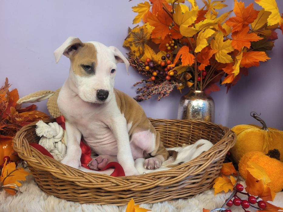 Śliczny szczeniak amstaff!