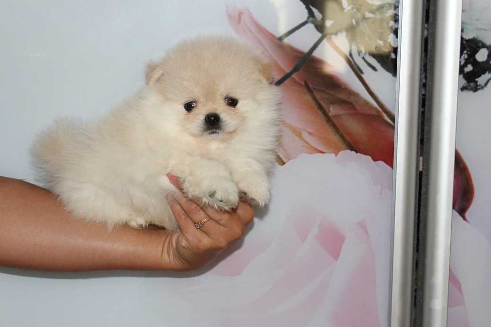 Высокопородные щенки Померанского Шпица.