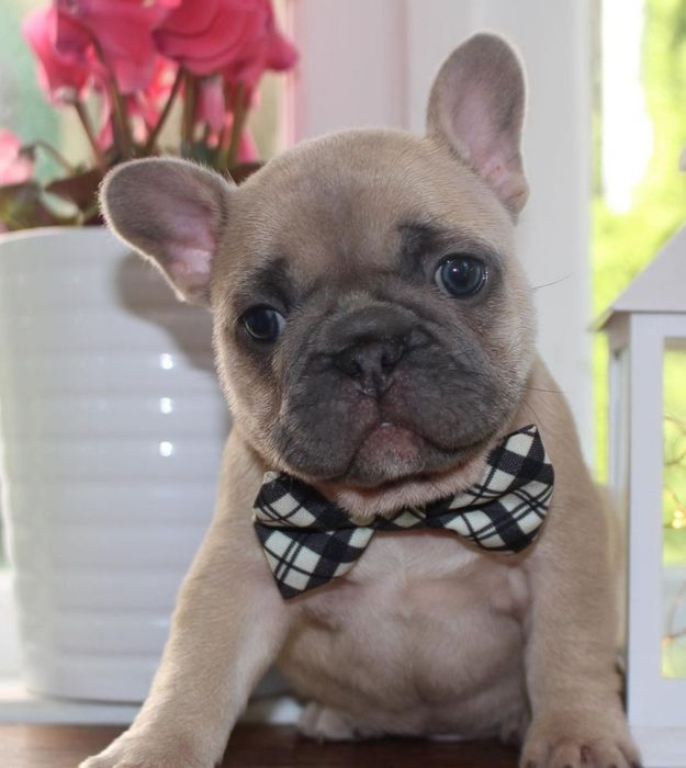 ДІвчинка супер якості