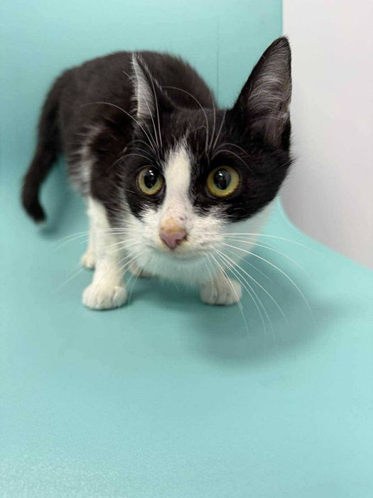 Proludzka, miziasta kotka czeka niecierpliwie na dom!!