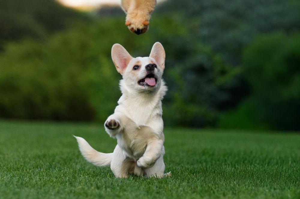 Welsh Corgi Cardigan