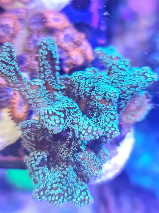 Koralowiec Seriatopora caliendrum akwarium morskie