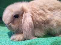 Królik miniaturka mini lop