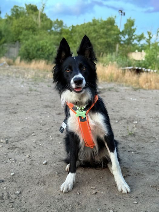 Шлейка для собак Line harness 5.0 Non-stop dogwear