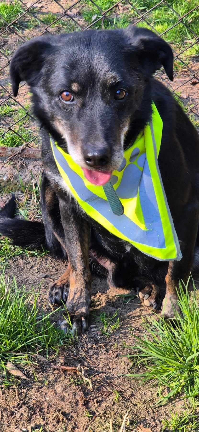Piesek około 7 lat