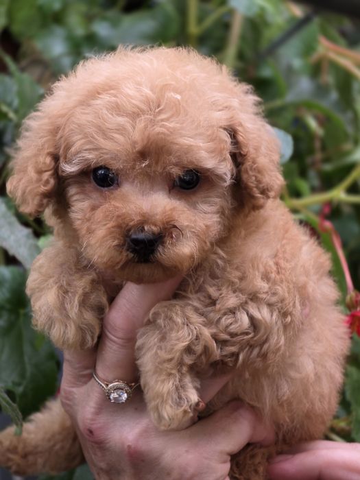 Pudel toy urocza suczka