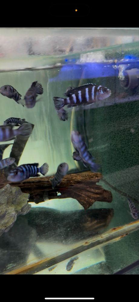 Demasoni pombo rocks