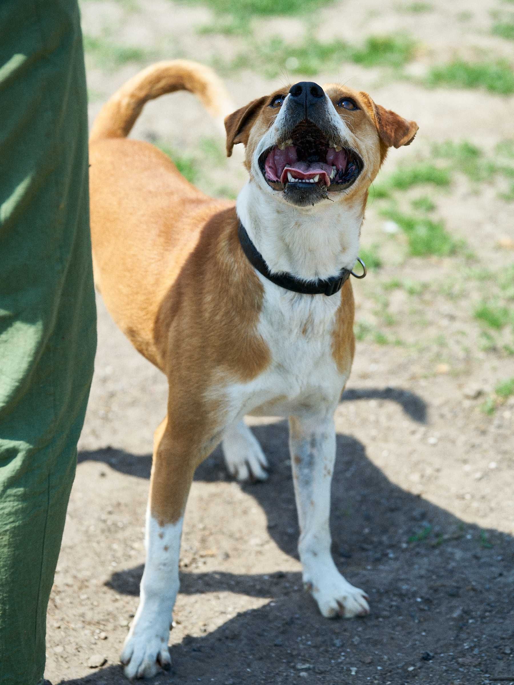 Laki - cudny psiak do adopcji Szczecin / Choszczno