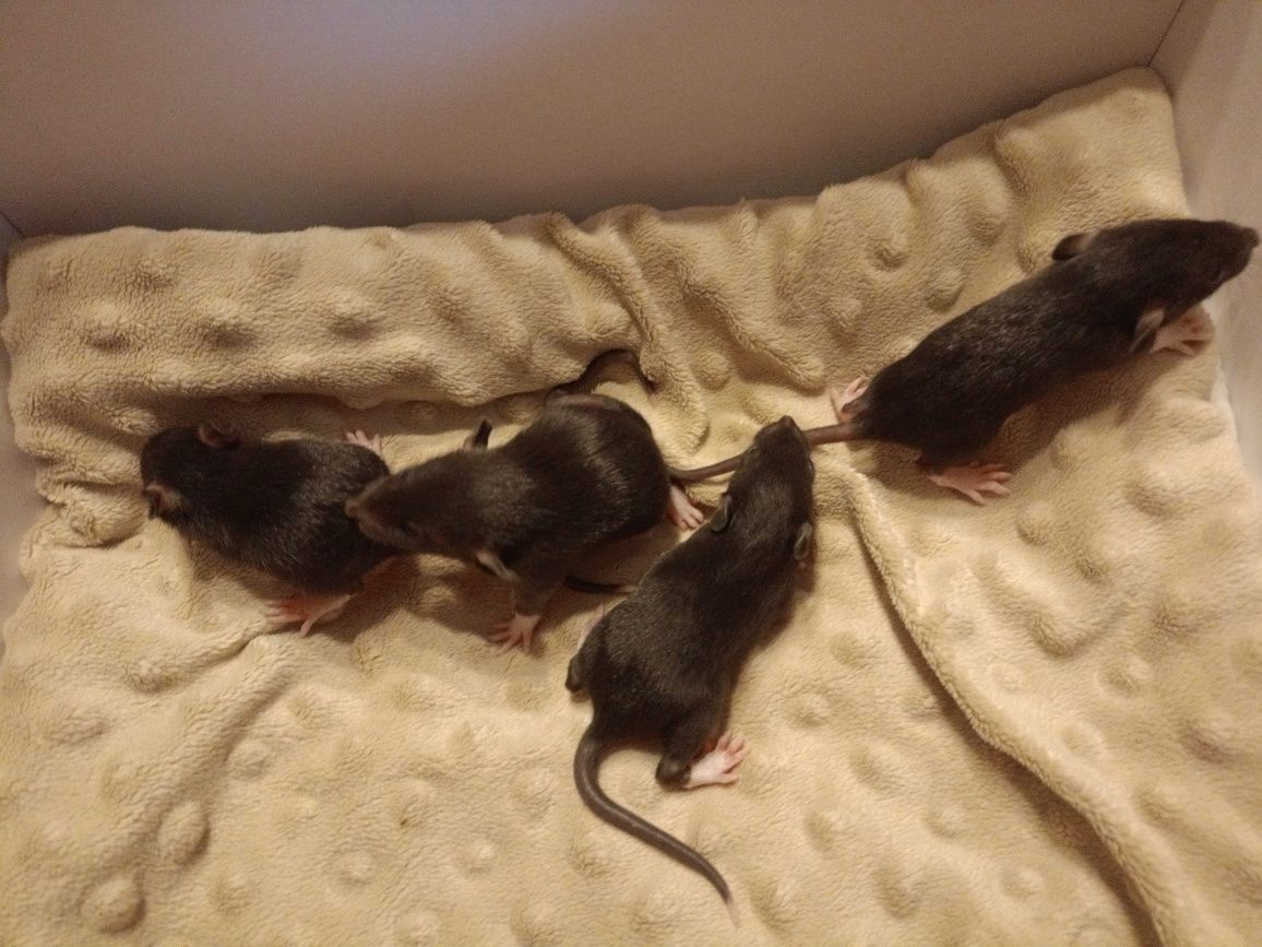 Szczurki, szczury, szczurek, szczur
