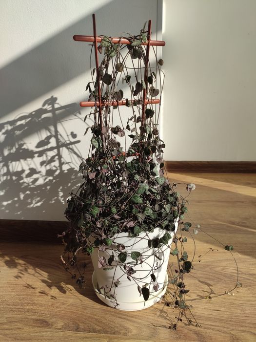 Церопегия Вуда с горшком и опорой