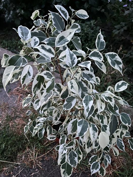 Фікус Твайлайт ,