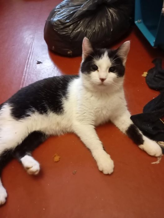 Стерилізовані кошенята підлітки