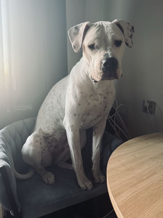 Suczka dog argentynski 14 miesięcy