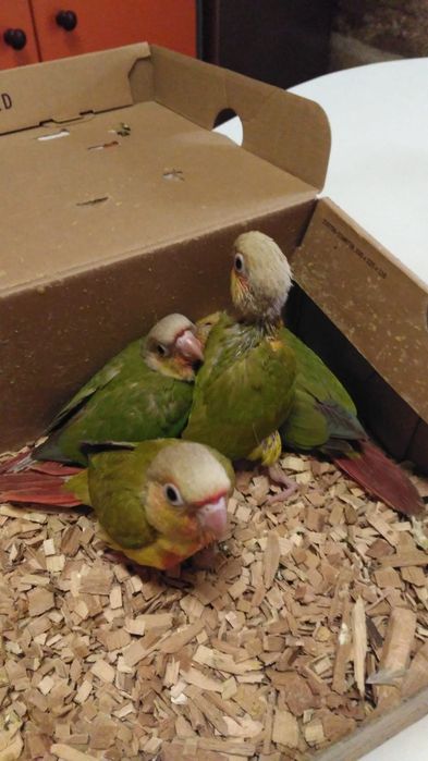 Pyrrhuras demosticadas