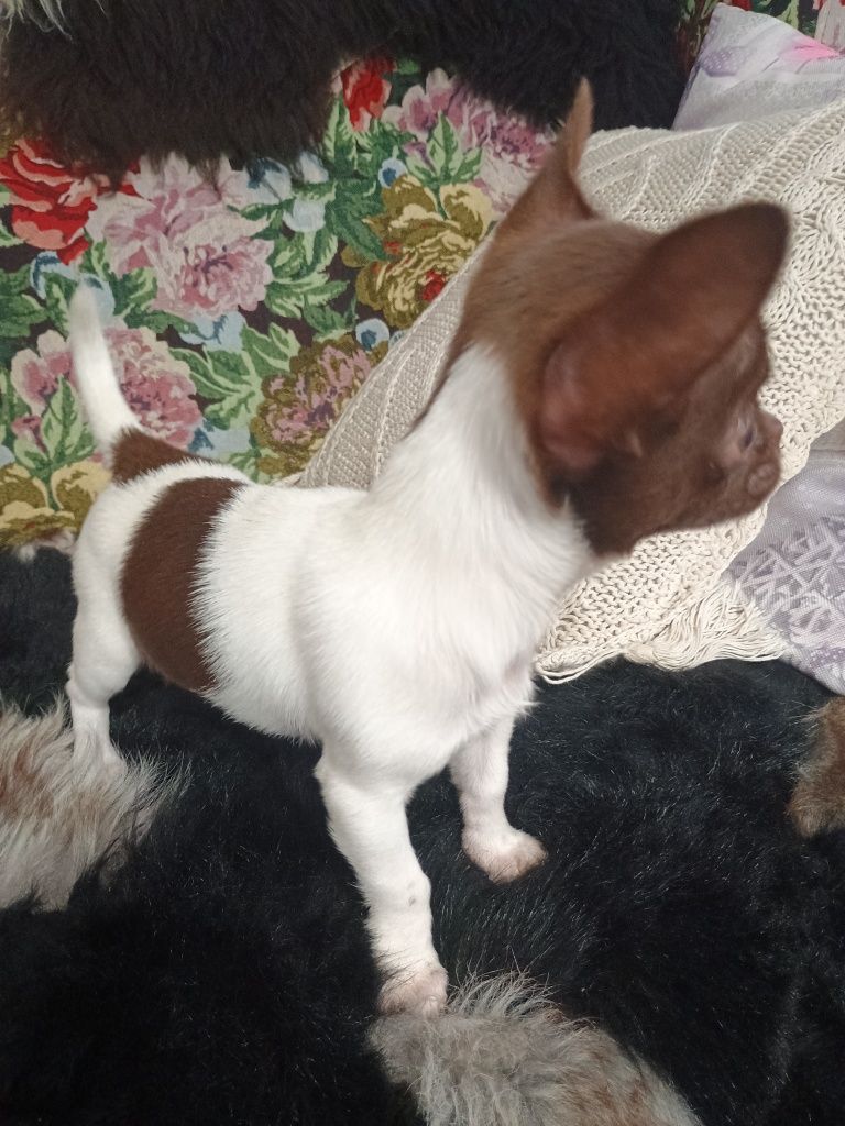 Chihuahua XXS, delikatna dziewczynka „CALLA"