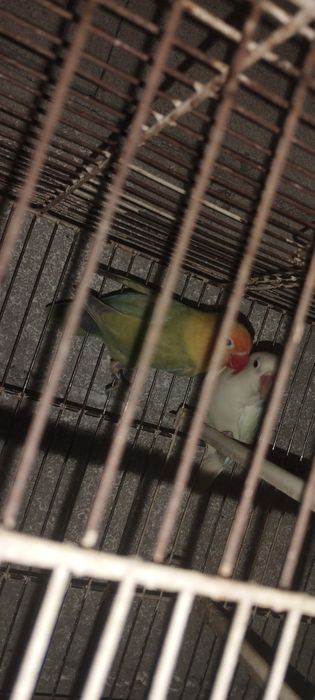 Vendo casal de agaponis