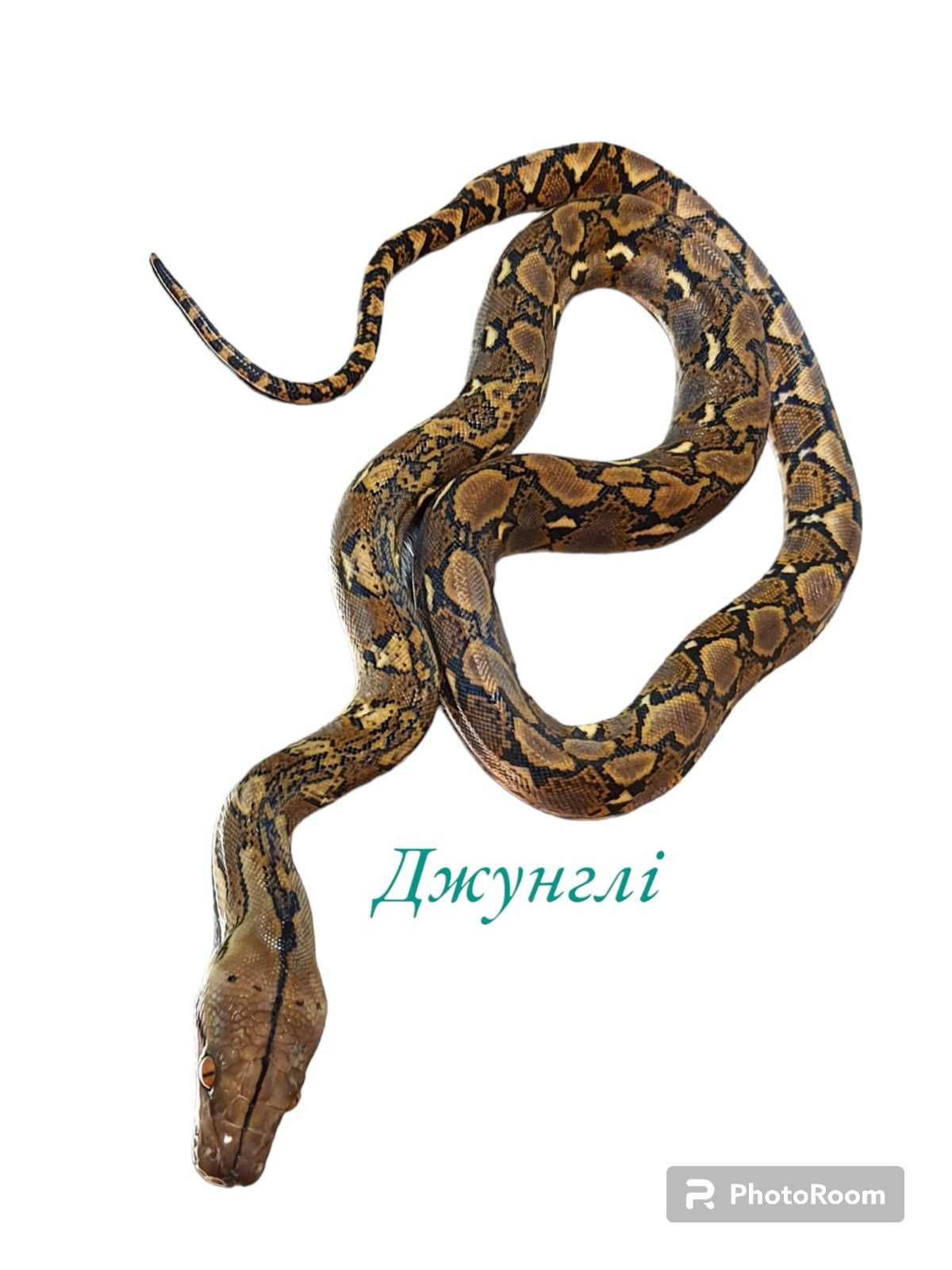 Сетчатый питон (Python reticulatus)