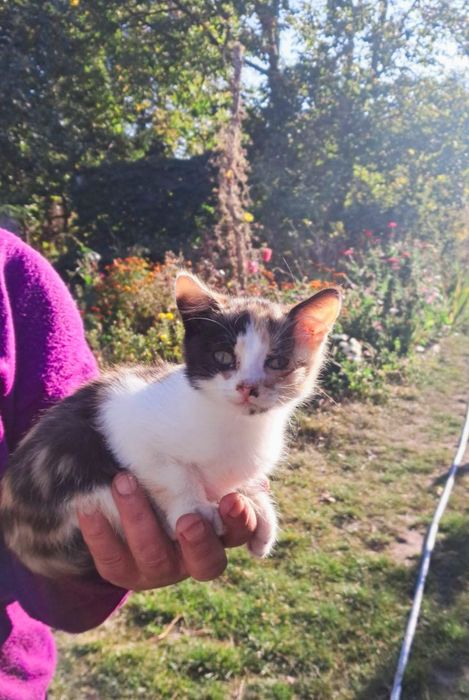 Кошечка, котенок , кошеня . Есть возможность привезти в Киев 
Девочка