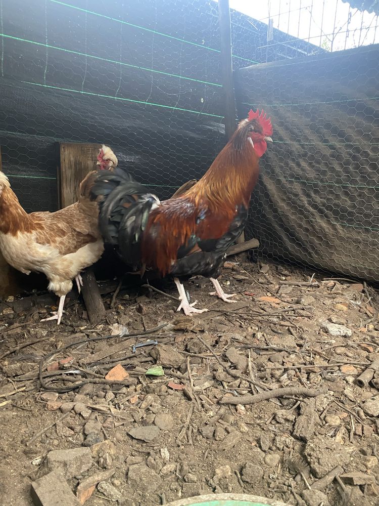 Sulmtaler ovos incubaçao - galinha maran, araucana, faverolles