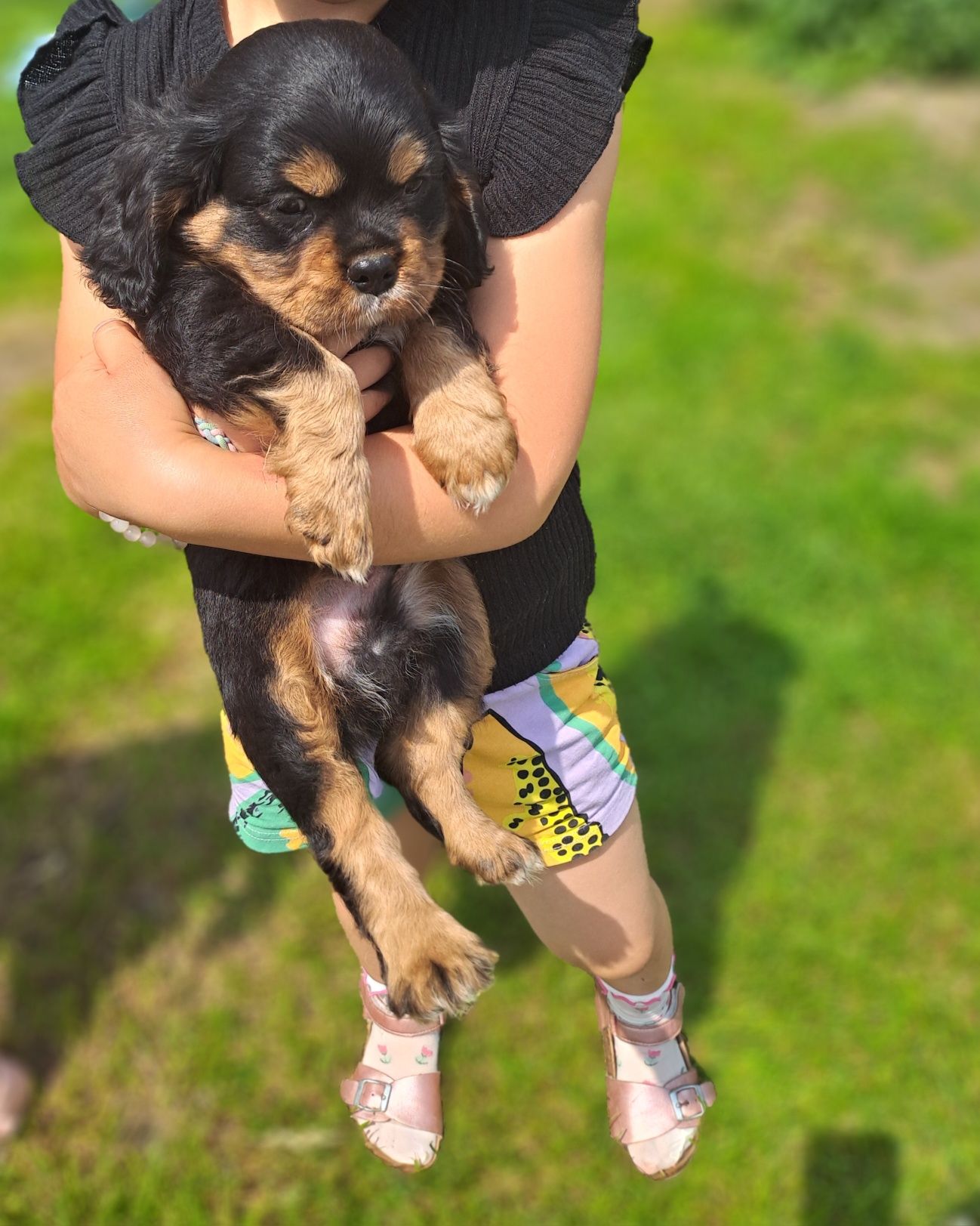 Piesek Cavalier King Charles Spaniel