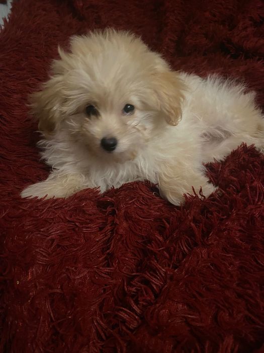 Маленькі цуценя Памапу