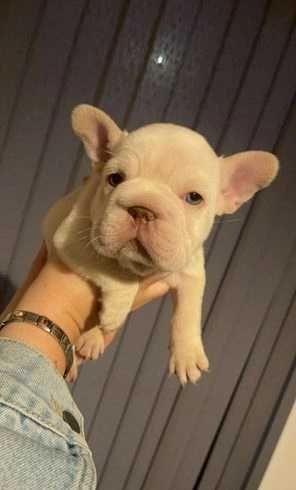 Биг роп біг роп big rope щенки французского бульдога