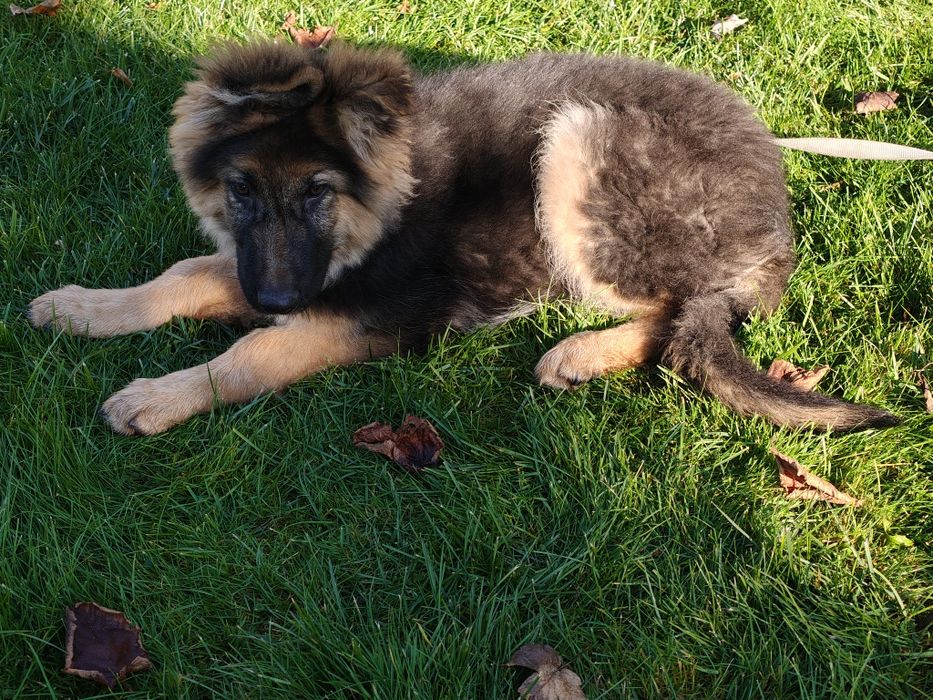 Owczarek niemiecki pół roczny