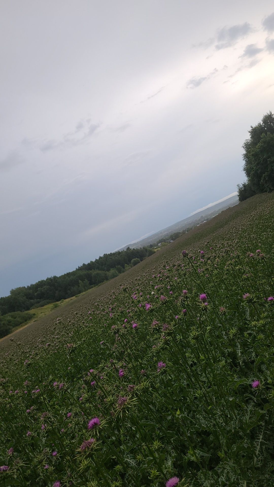Ostropest plamisty nasiona