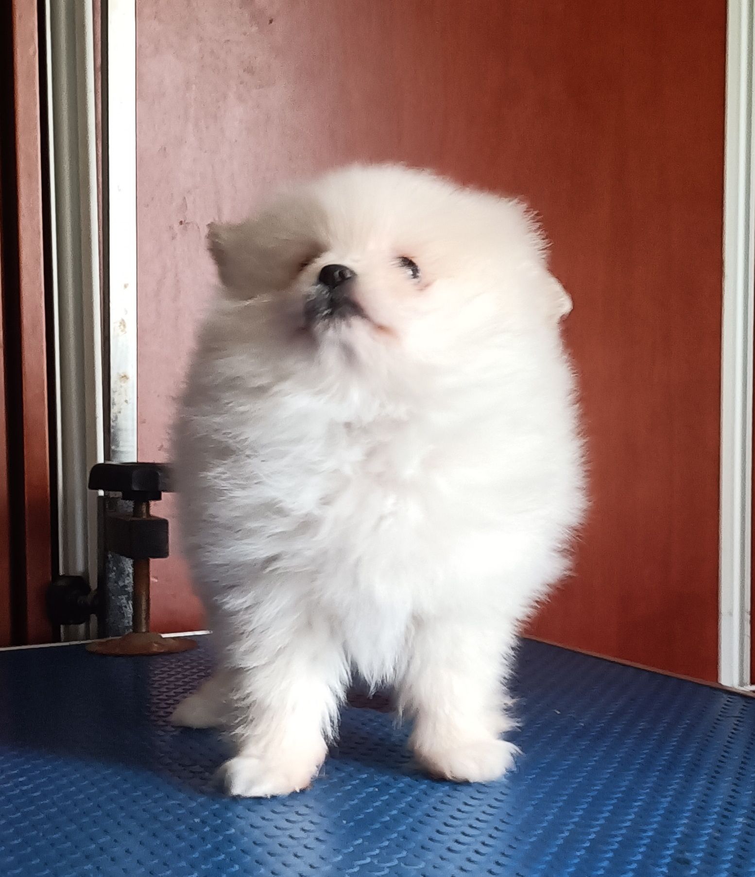 Spitz Alemão anão