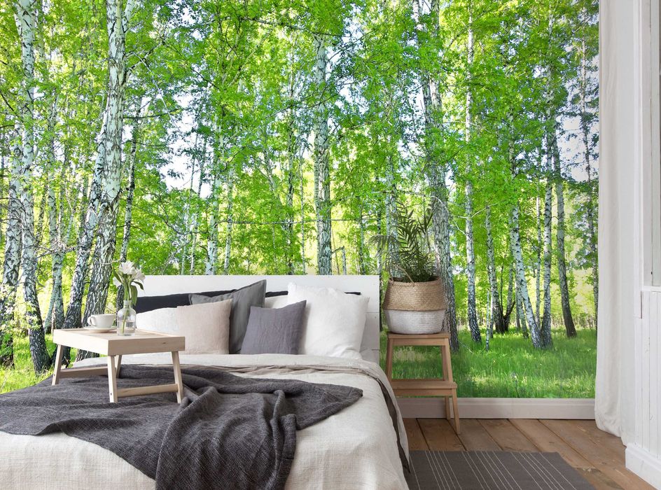 Fototapeta Las Brzozy Natura Do Sypialni Salonu Kuchni Tapeta + KLEJ