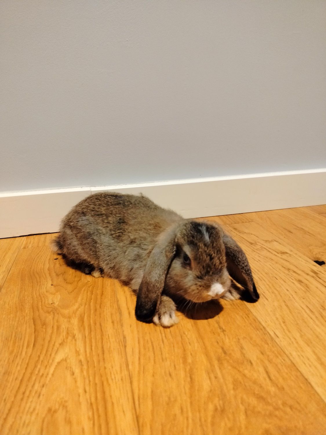 Królik Baranek Mini Lop