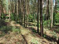 Sokolniki Las - działka w lesie z możliwością zabudowy mieszkaniowej