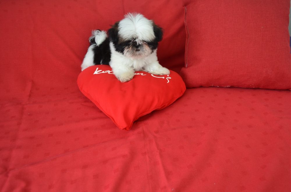 Śliczny miniaturowy piesek Shih tzu