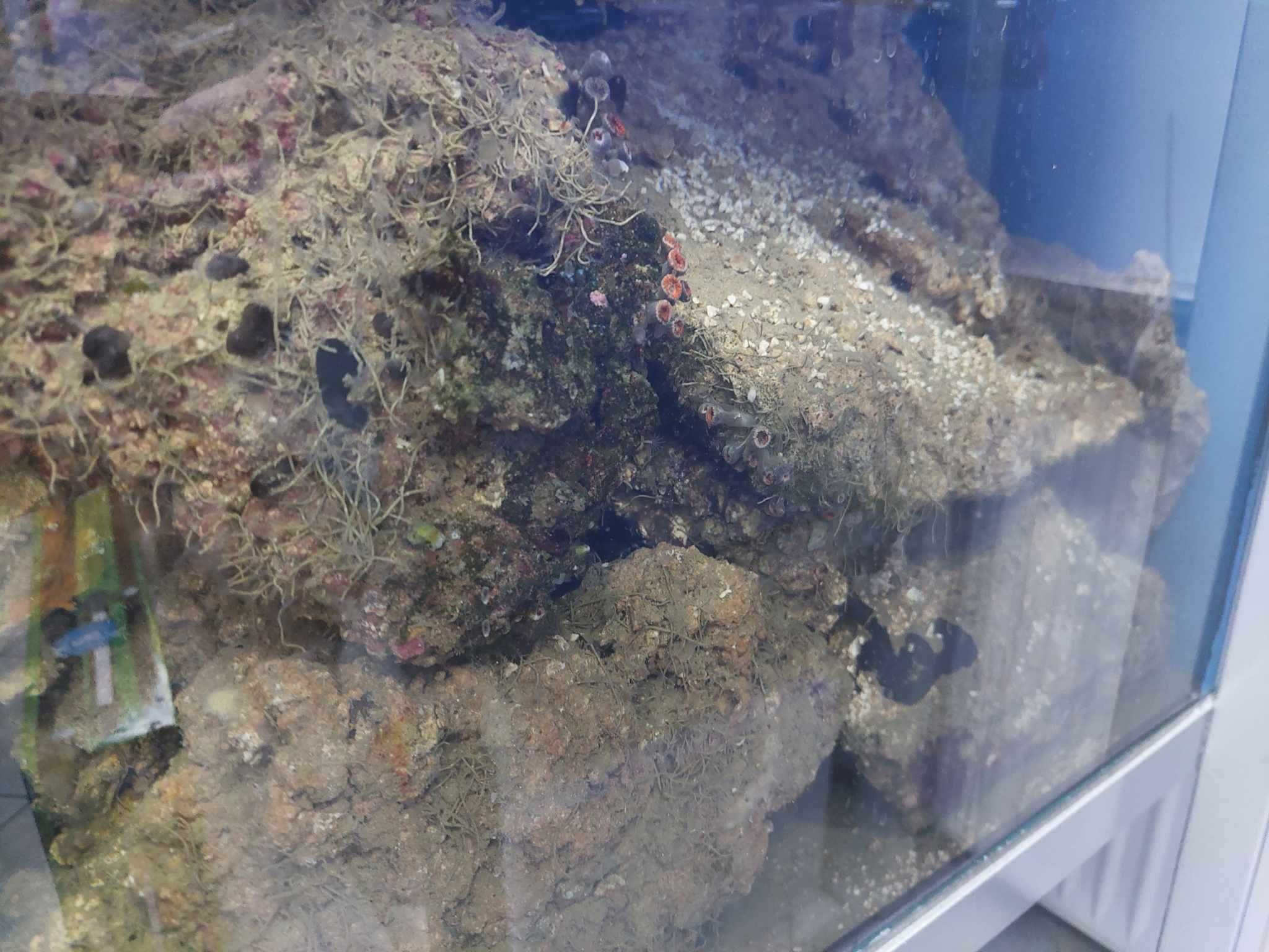 Żywa skała-likwidacja akwarium morskiego