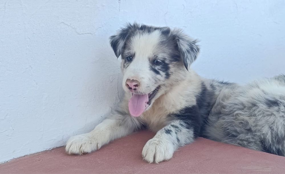Border Collie azul merle