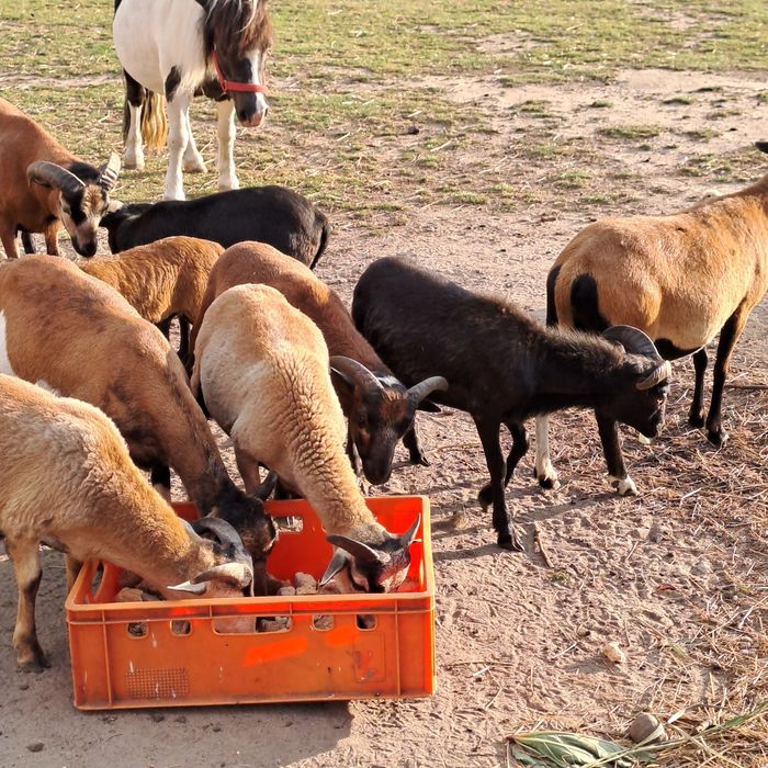 Sprzedam owce I baranki kameruńskie